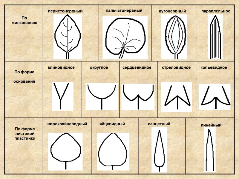 По жилкованию По форме   основания По форме листовой пластинки перистонервный пальчатонервный дугонервный